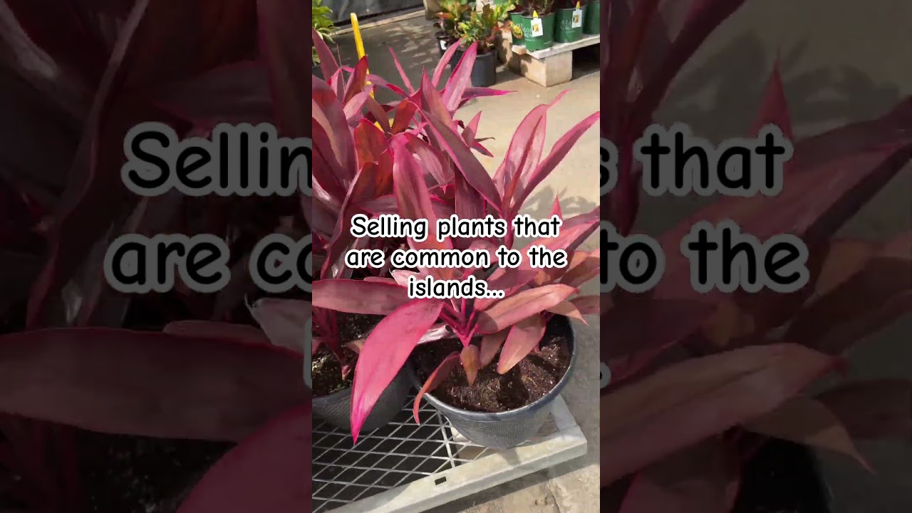 Buy local! 🤙🏽 Home Depot thievery! #hawaii #plants #home #homedepot #shopping