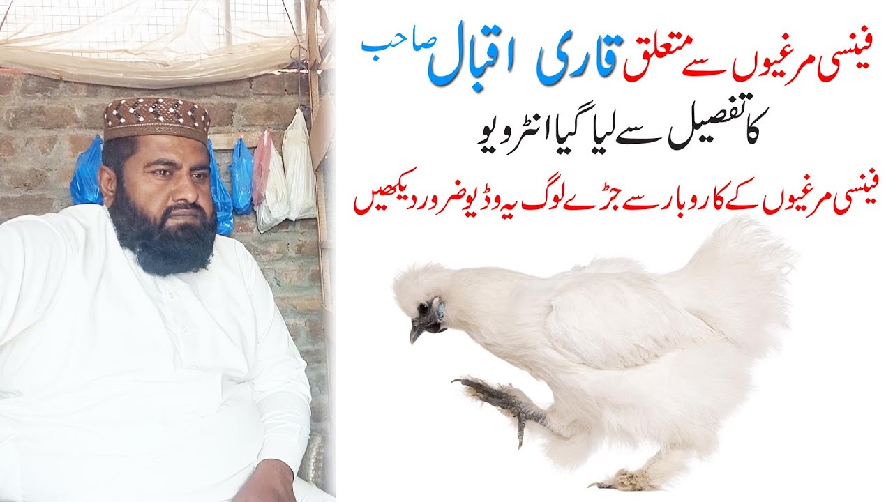 Detailed Video for Fancy Hen Business | Qari Iqbal Interview