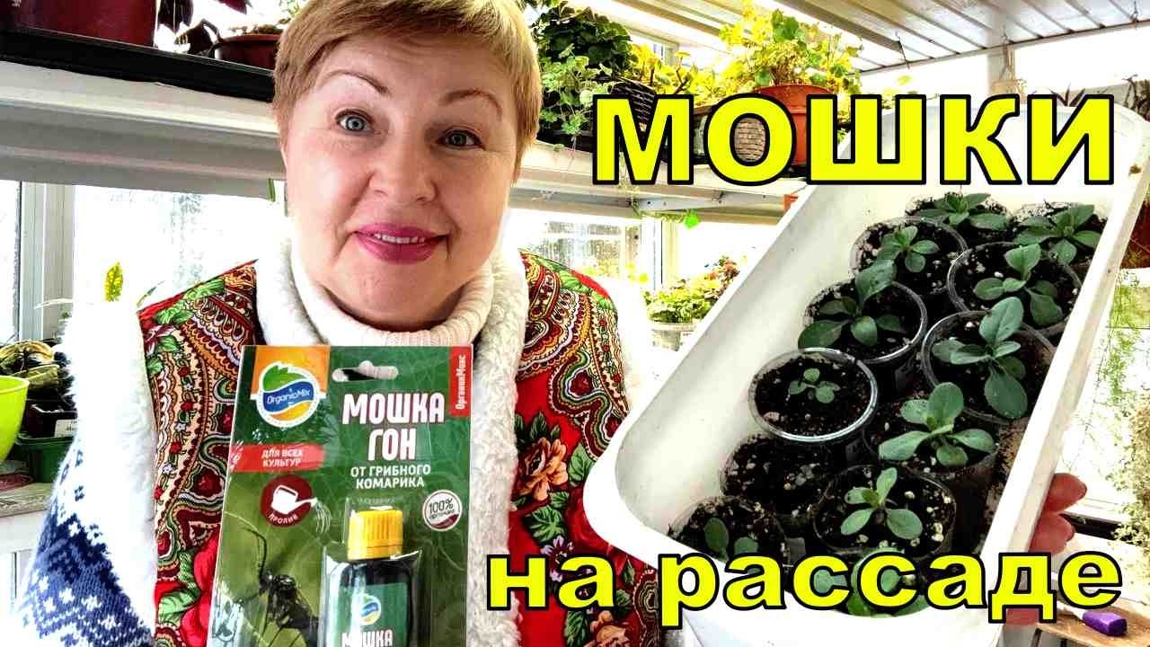 Как бороться с мошками на рассаде и при этом не травиться химией?