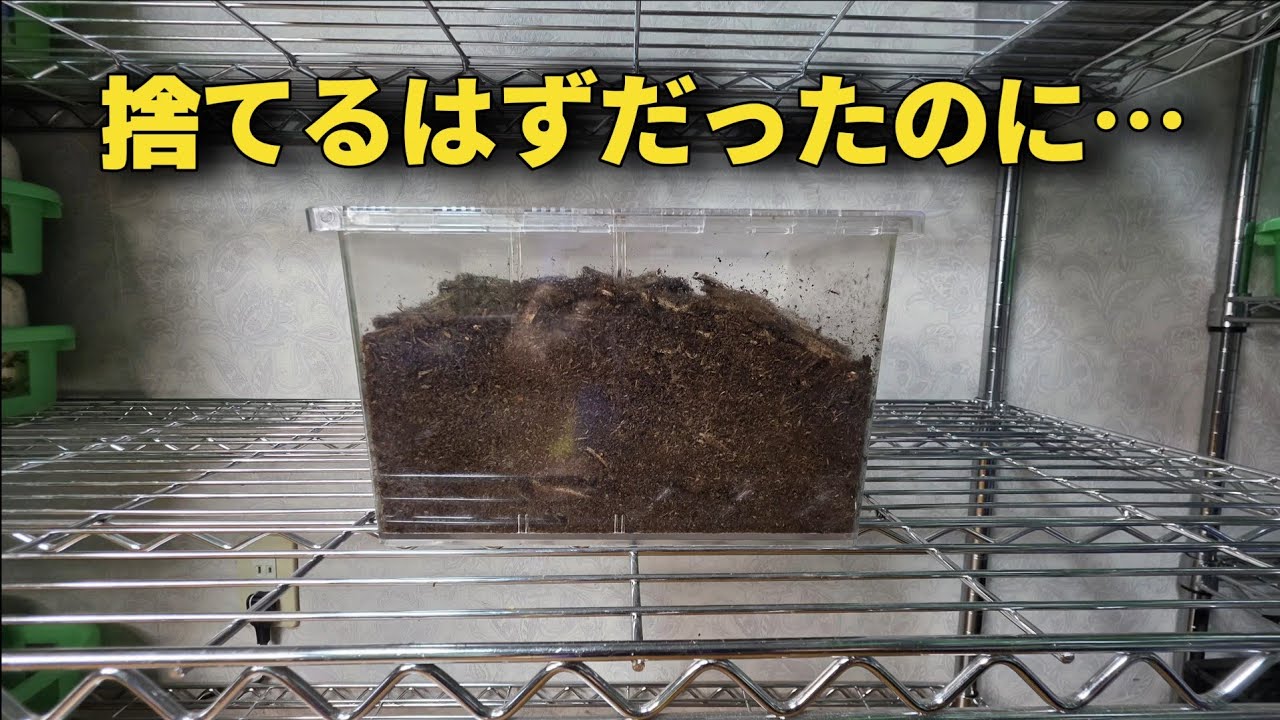 一度確認した産卵セットを念の為もう一度確認したらヤバすぎる状態だった