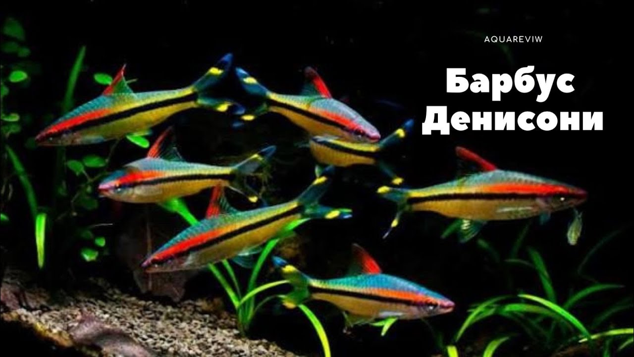 Барбус Денисони-Аквариумная торпеда