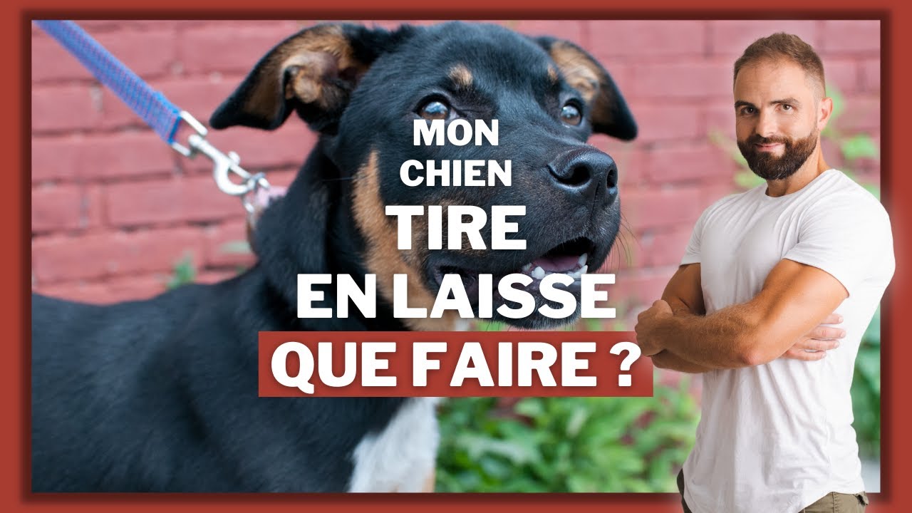 Comment dresser son chien pour qu'il arr&ecirc;te de tirer en laisse pendant les promenades