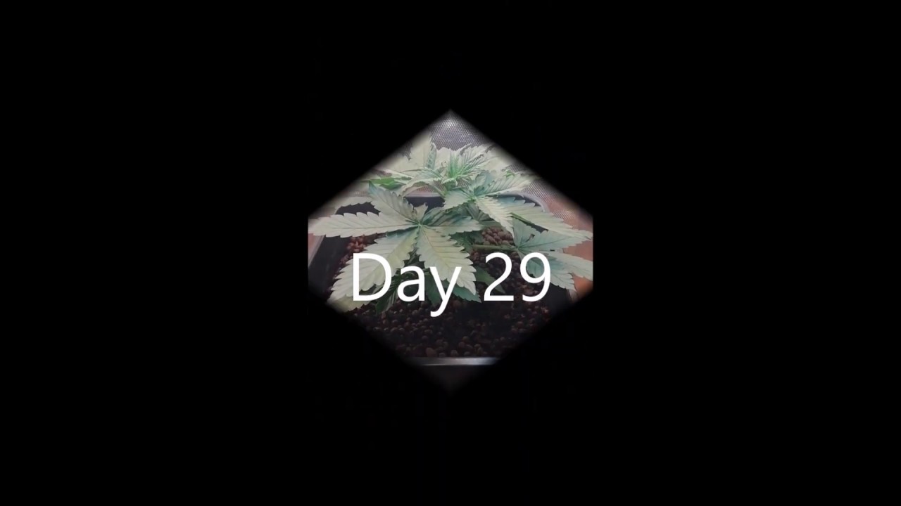 Auto Blue Mazar Part#1 growth