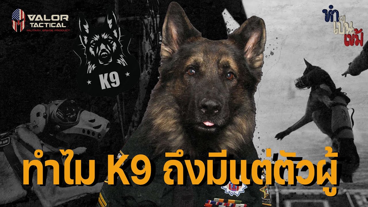 ทำไมสุนัข K-9 ถึงมีแต่ตัวผู้มากกว่าตัวเมีย  | ทำเป็นเข้ม EP.5