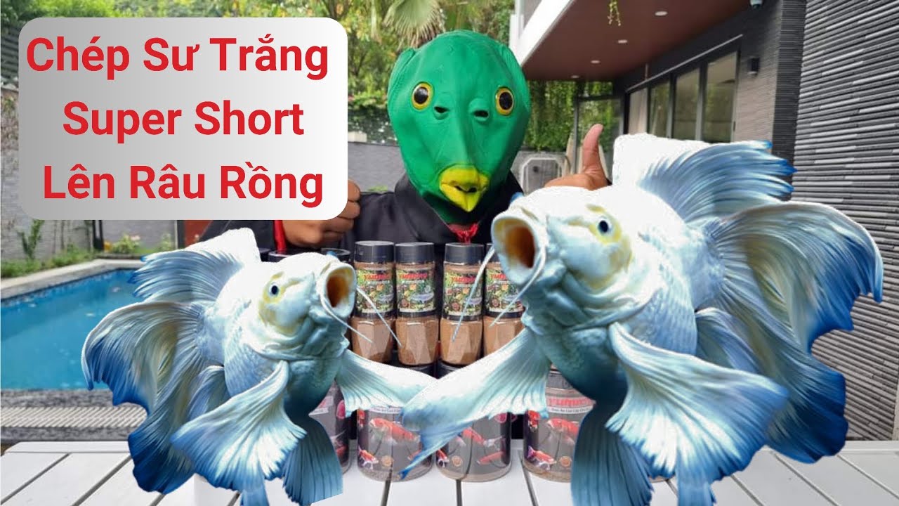 Chép sư tử trắng SPS 33cm đã lên Râu Rồng || Tiệm cá xanh