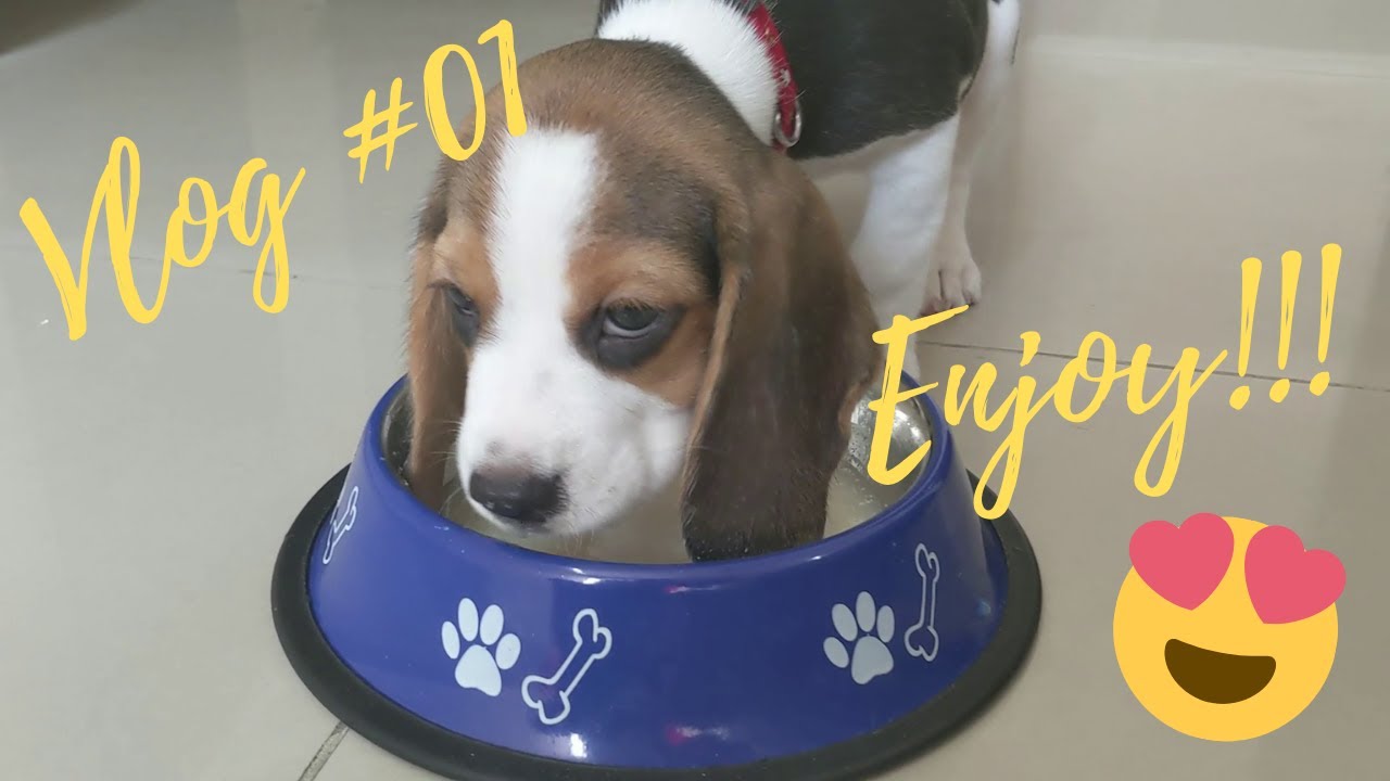 Life of Beagle | Muffin | MuffuVlogs#01 😋