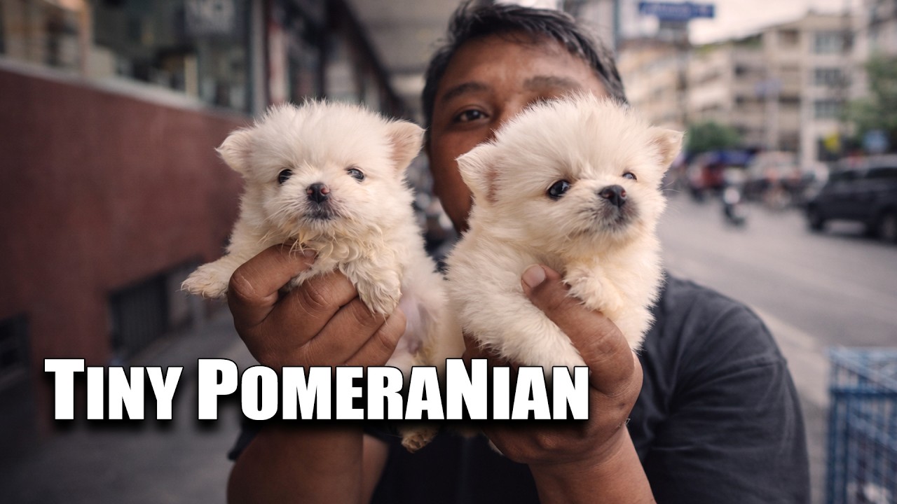 UPDATE SA ARRANQUE PET MARKET / February 17, 2026