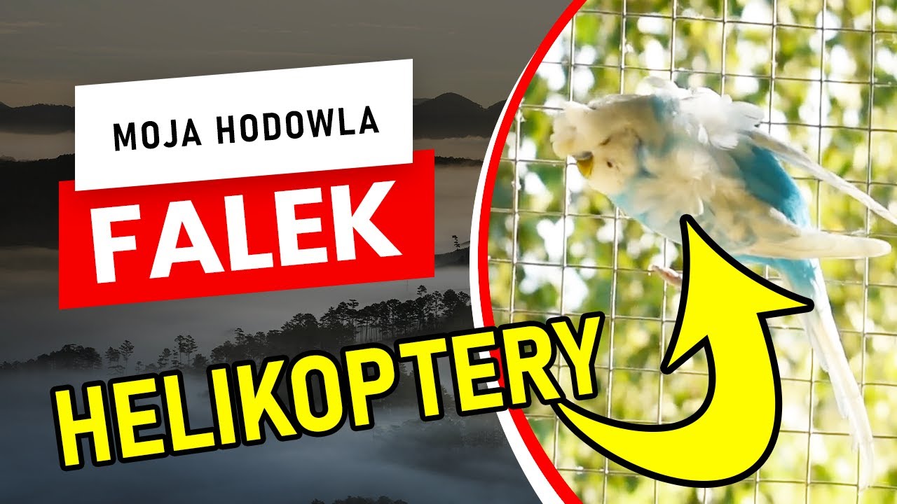 O Hodowli i Rozmnażaniu Papużek falistych - czy hodowla jest trudna? Jak wyglądają HELIKOPTERY?