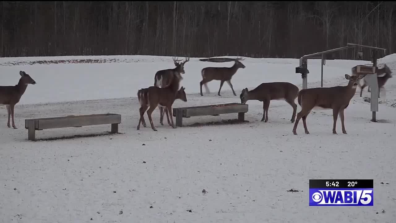 Brownville family feeds wild deer in their backyard - here&rsquo;s how to watch