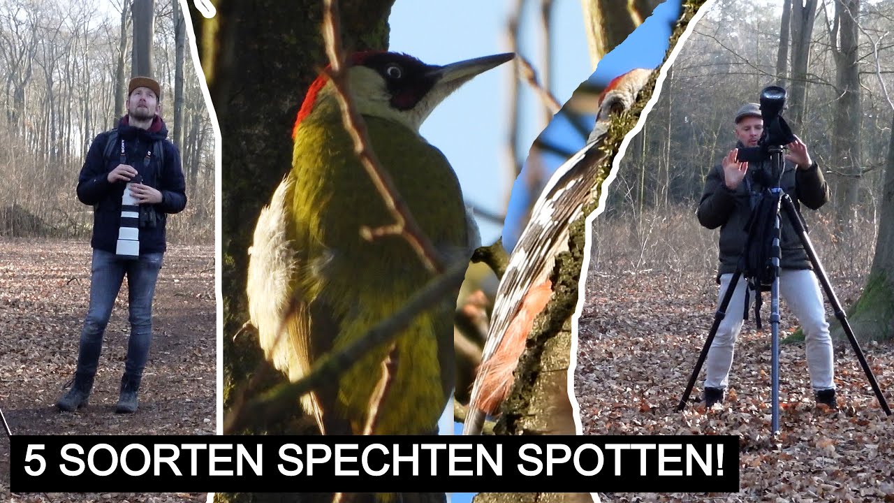 #250: SPECHTEN-CHALLENGE XL! | Nikon P1000