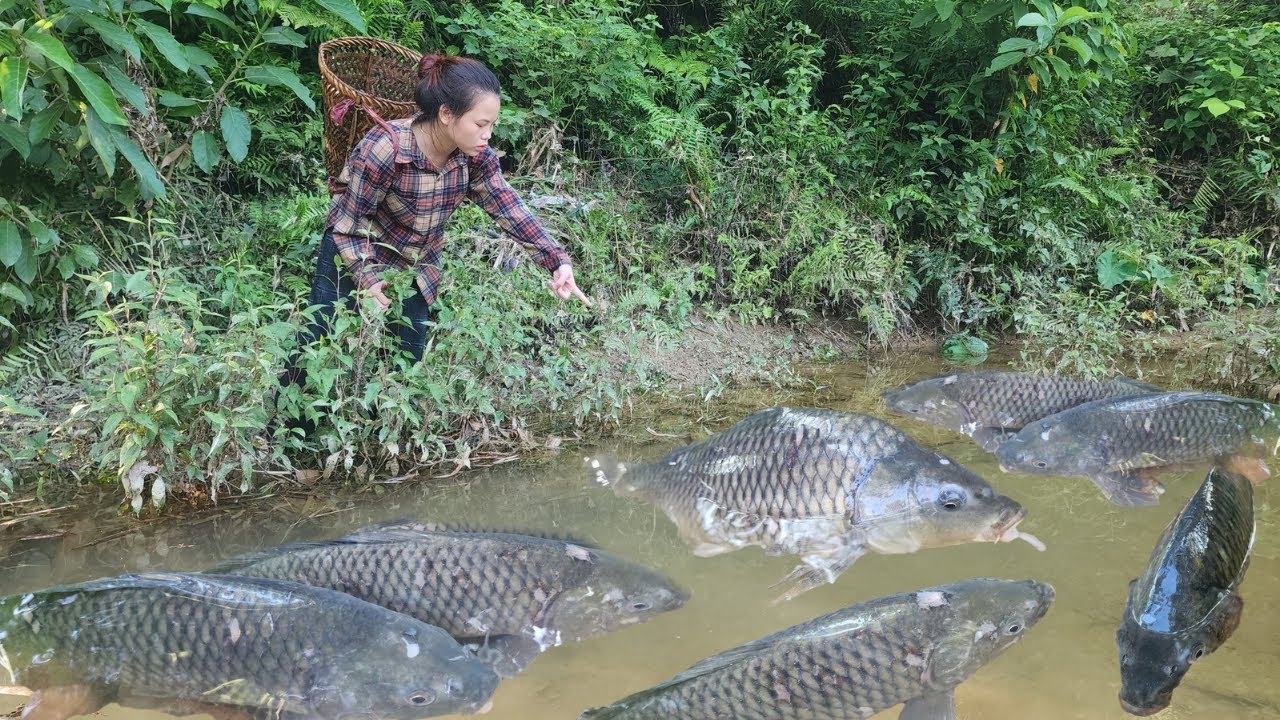 Ancient catch fish Skills - Lucky Highland Girl Catches Giant School of Carp.