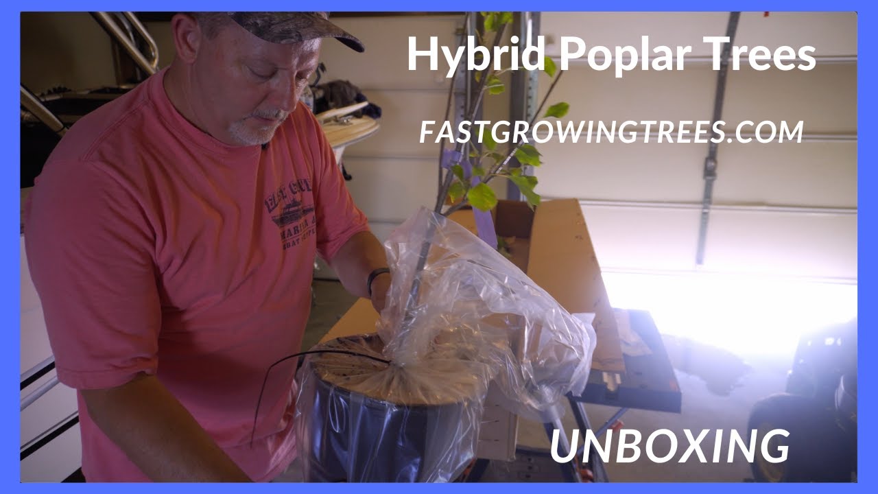 Hybrid Poplar Trees from FastGrowingTrees.com Unboxing and Review August 2022