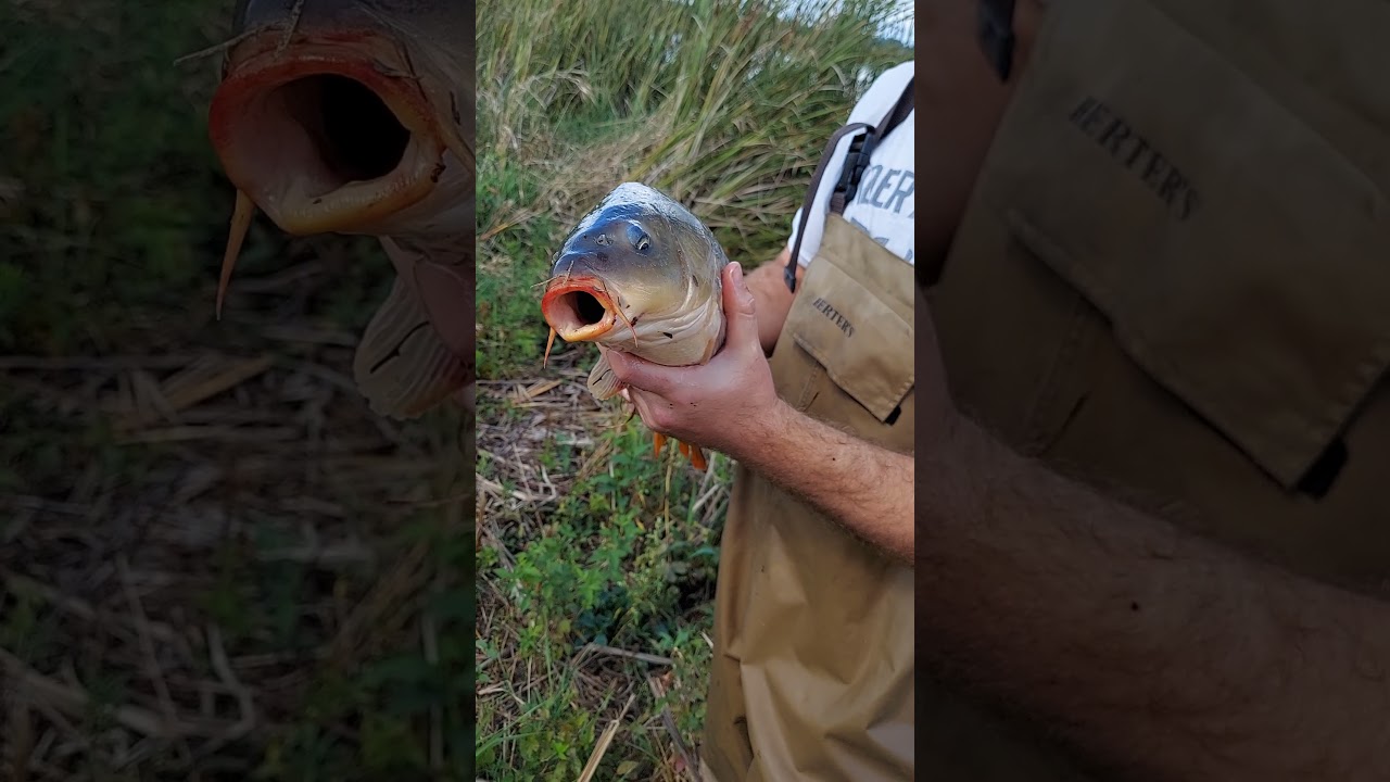 Sticking my finger in the mouth of a Carp fish