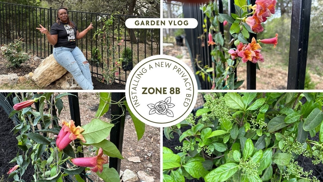 Spring '24 Garden Project | Creating Privacy Using Tangerine Beauty Crossvine and Sweet Viburnum