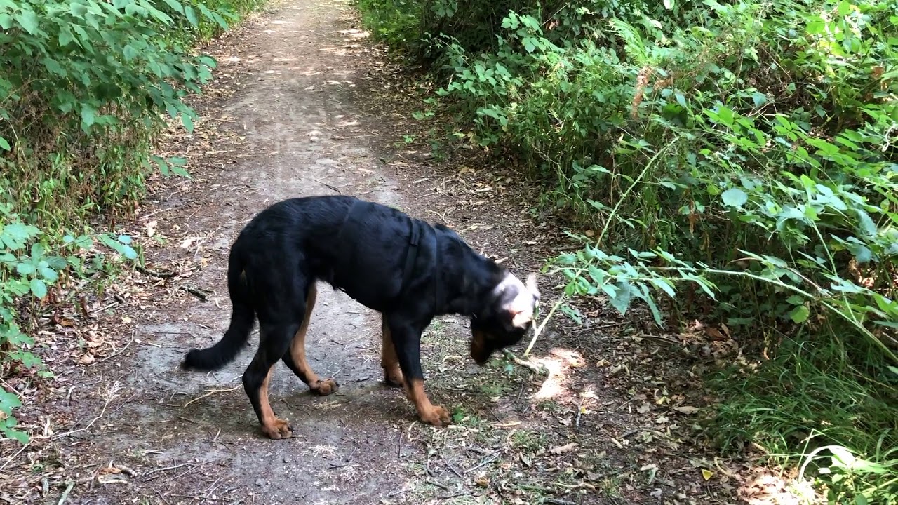 Magic mon chien reviens sans dire un mot