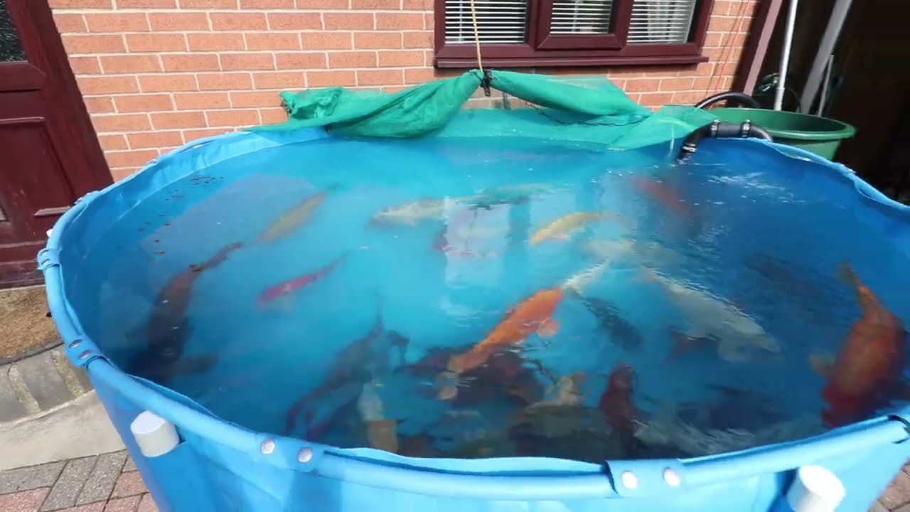 Fish moving and destroying a lovely pond
