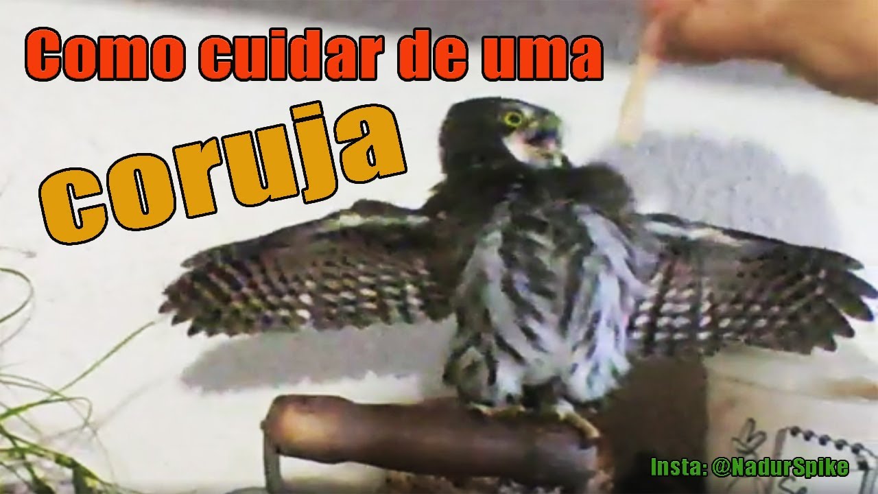 Como cuidar de uma coruja - Resgate Animal - Coruja Caburé.