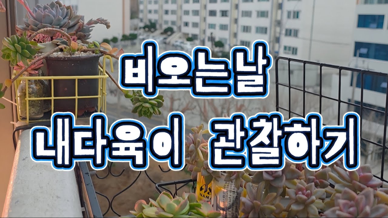비오는날내다육이관찰하기#베란다힐링팜#succulent#걸이대다육이일상#다육이#꽃단이네다육 