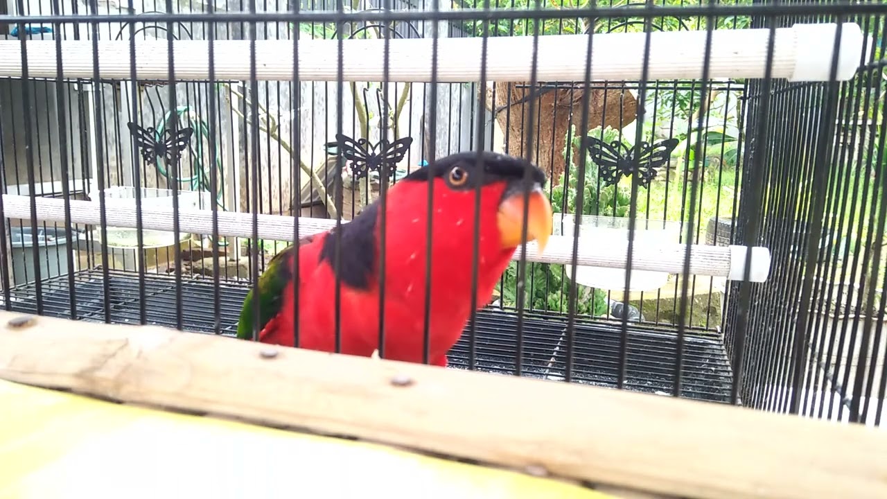 Kicau Burung Nuri gacor