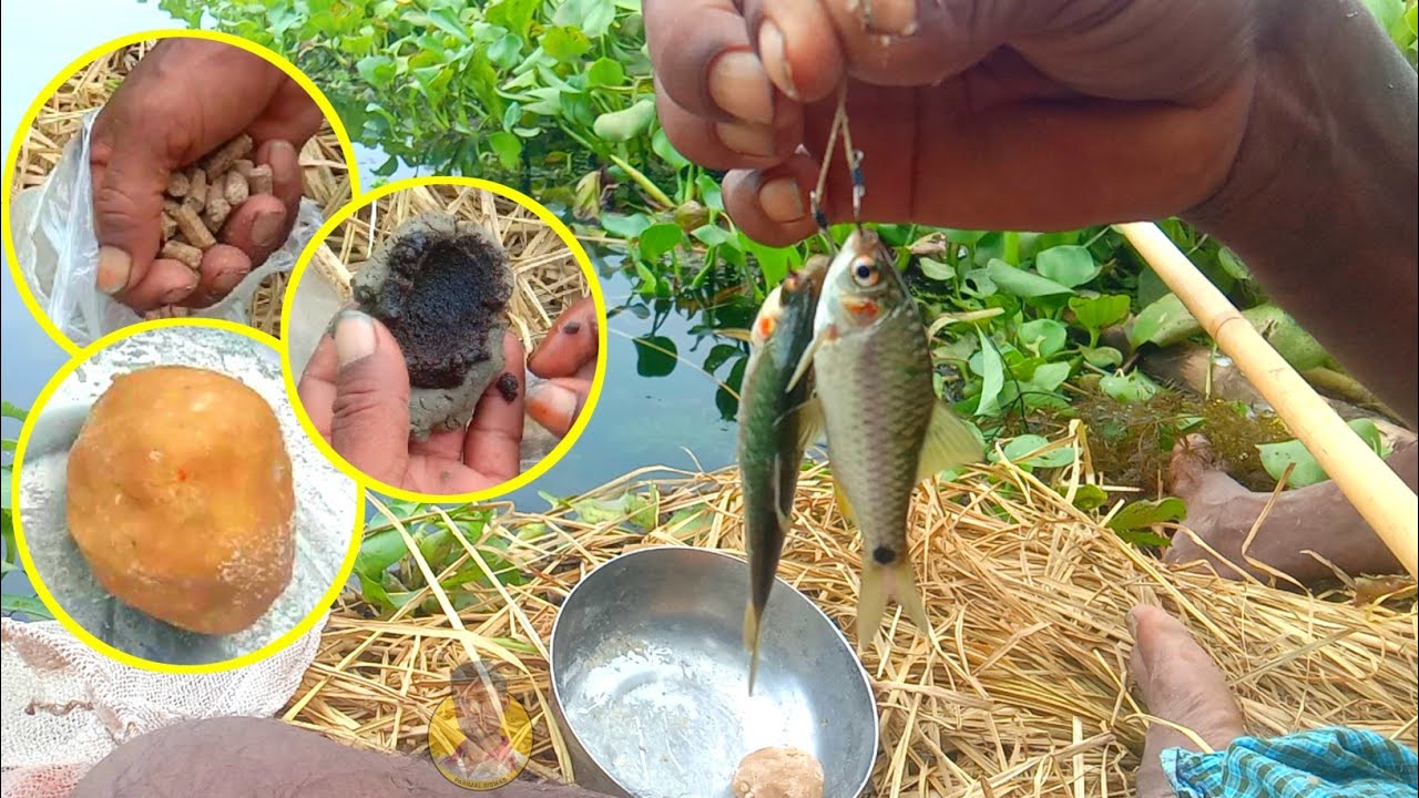 স্পেশাল চার ও টোপ দিয়ে নদীতে জোড়া জোড়া পুটি মাছ ধরা | Puti fishing spacial baits in river