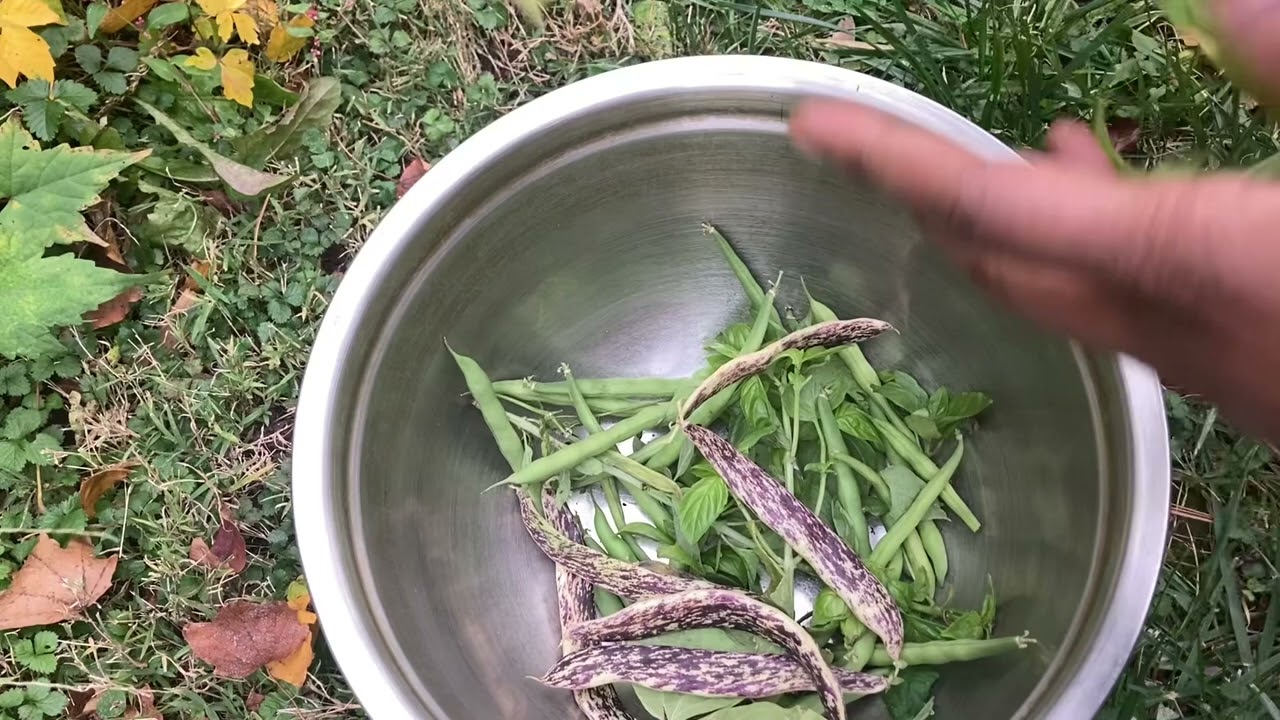 A garden harvest after the first frost | & garden reflection