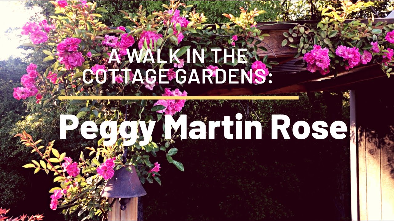 A Walk in the cottage gardens:Peggy Martin Rose
