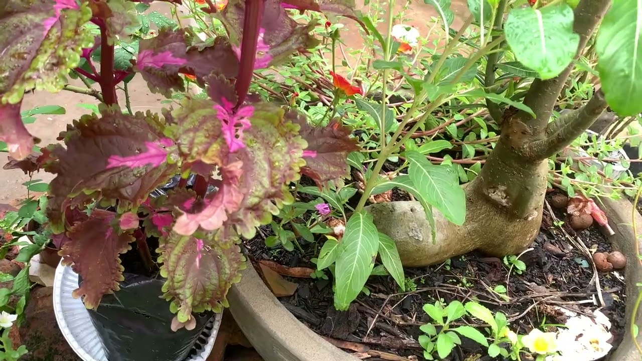 Vem comigo varrer meu jardim 🧹🪣🧼