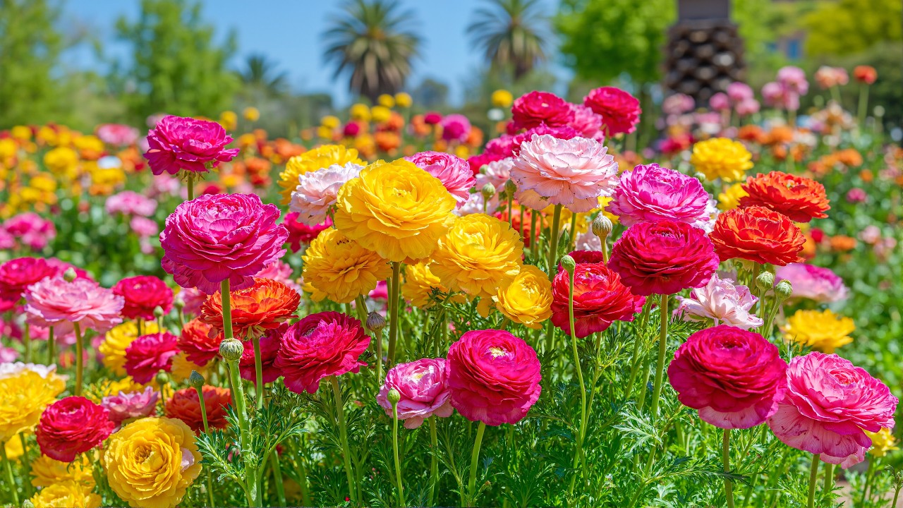 Этот сад дарит ощущение счастья 🌸 Яркие цвета, которые нежно исцеляют душу 💗🌿