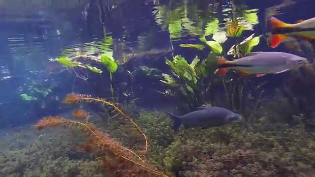 Snorkeling Aquario Natural Bonito Brasil