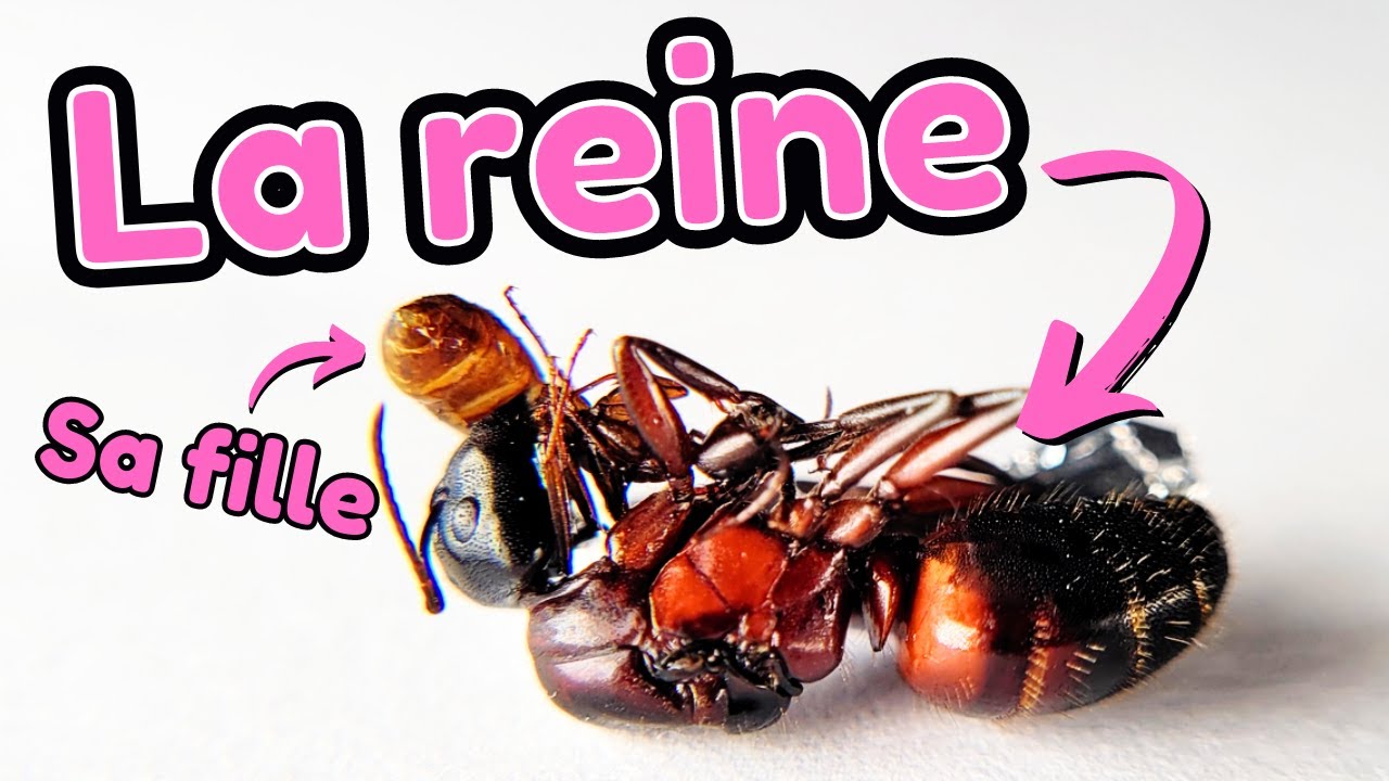 Mes fourmis ne se réveillent pas toutes (foutu hiver) ! (fin de diapause)