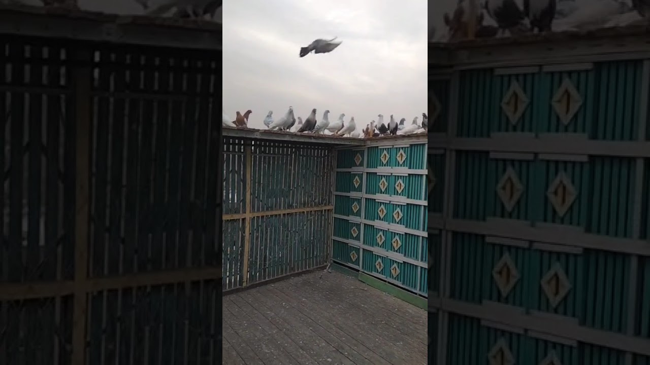 عين شمس 