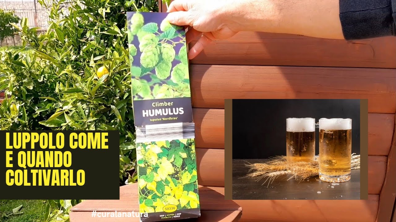 luppolo, Come Piantare e Coltivare Il LUPPOLO Prima Parte  (humulus)