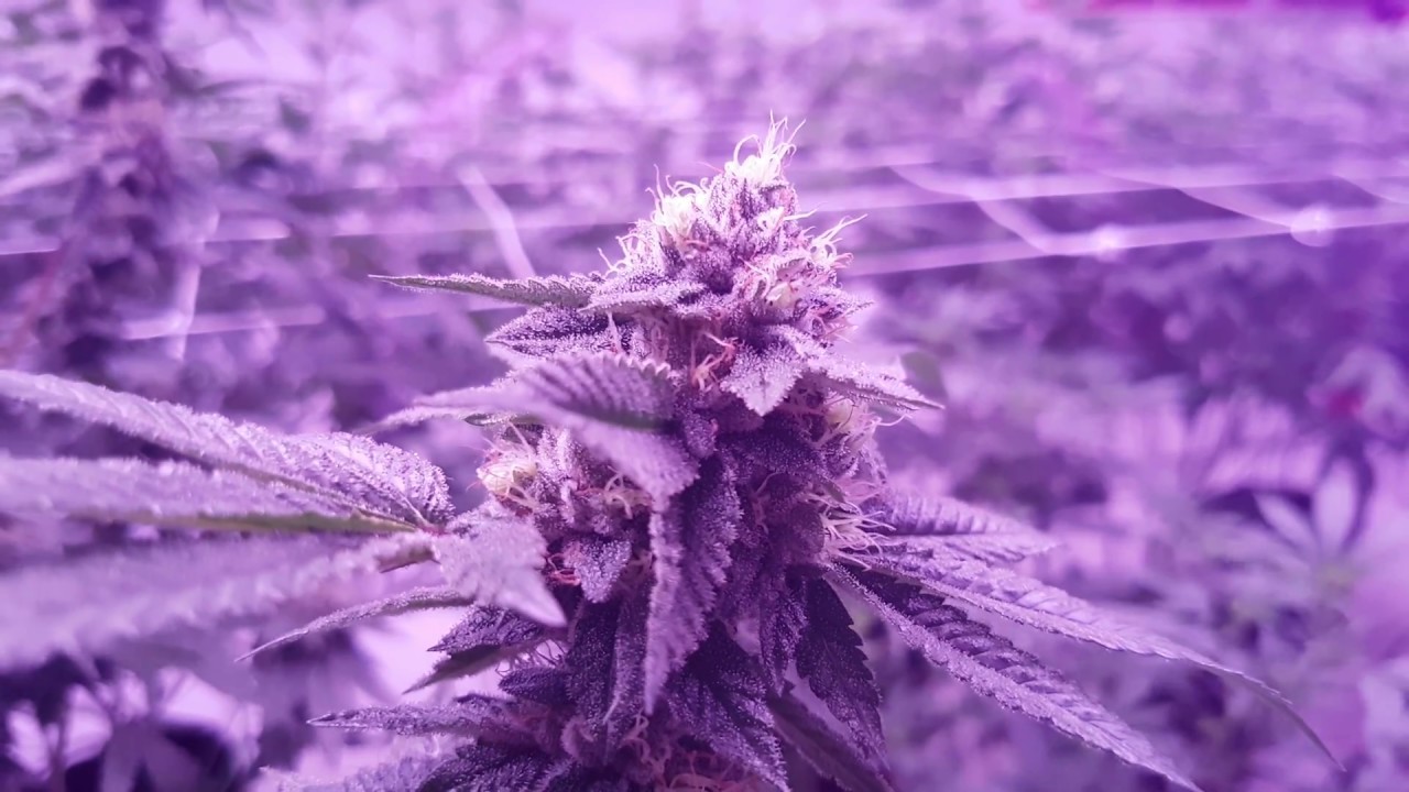 9000 Watt Cob LED Grow Season 4 Episode 2