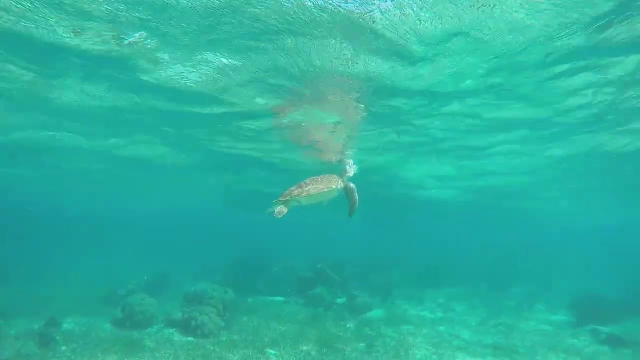 Dive Belize 2026