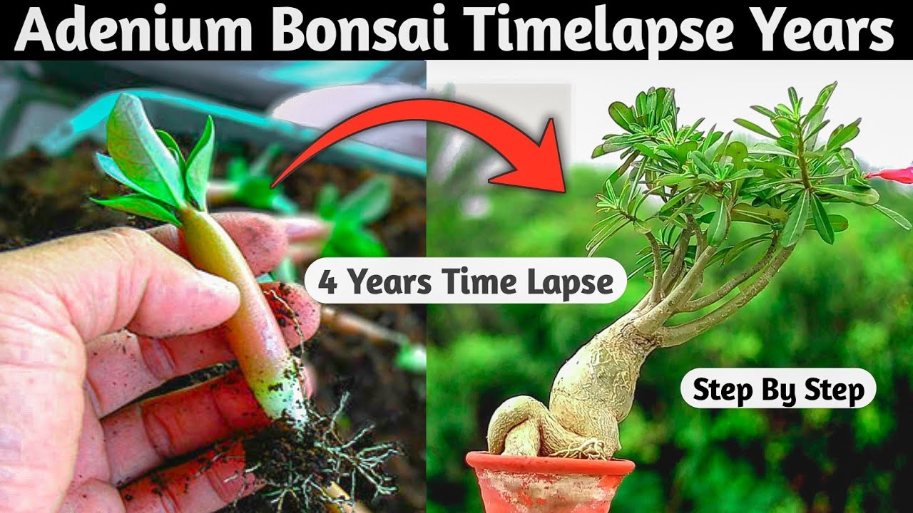Adenium Bonsai Timelapse Years | 4 Years Bonsai Timelapse