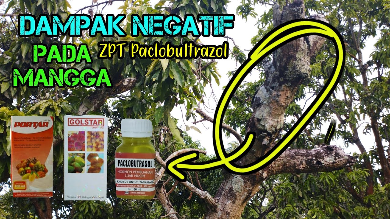 Over Dosis ZPT Paclobultrazol #paclobultrazol #lengkeng #mangga #duriansupertembaga  #petanimuda