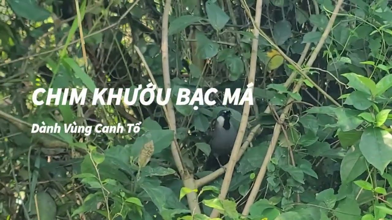 Khướu rừng hót múa cánh tổ dành vùng ngoài tự nhiên/ POKSAY VIỆT 