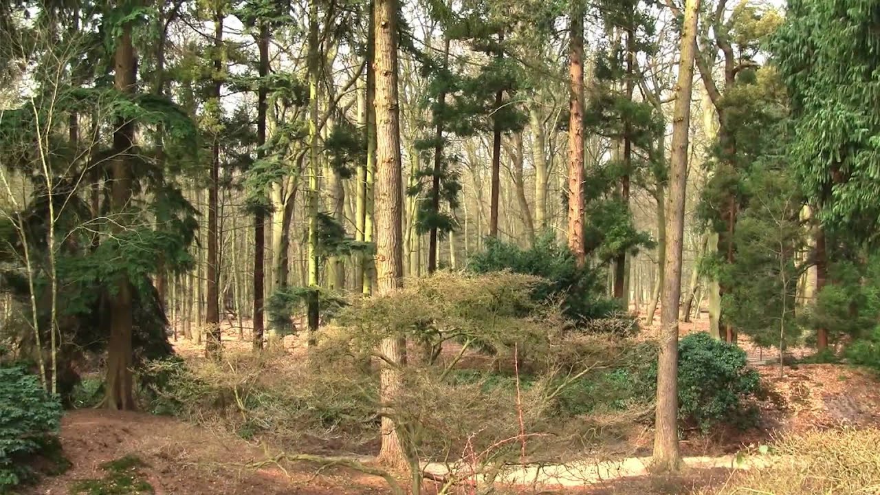 Herstelplan Gooilust: Rododendronvallei
