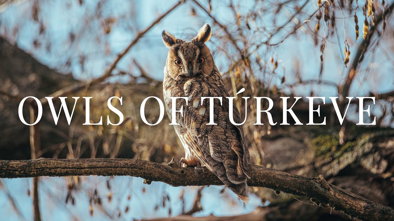 Owls of Túrkeve | The Hungarian Village with 600 Owls | Wildlife Photography with Nikon D850