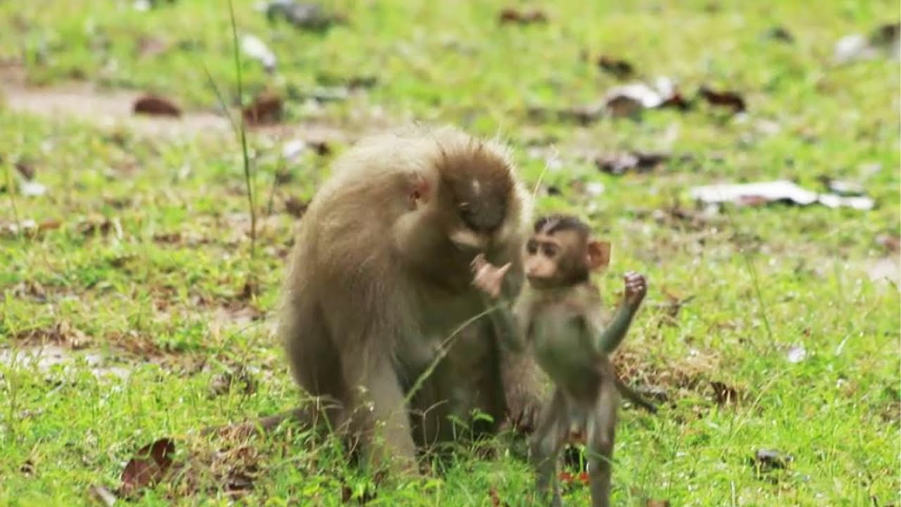 Rose Monkey and Brady Monkey on Oct 12,2022/VS..362 Amber Mks