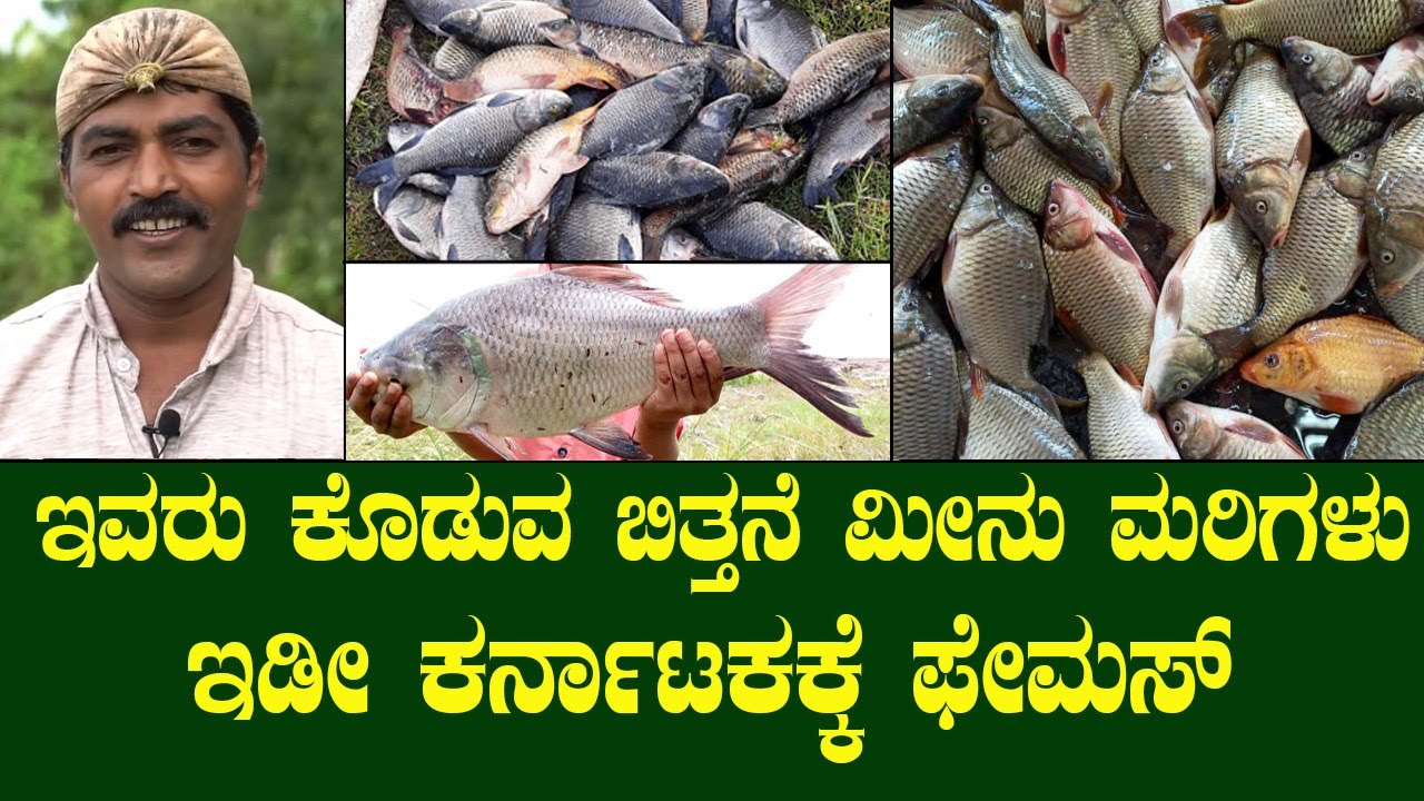 call 8088337526 ಕೇವಲ ಆರೇ ತಿಂಗಳಿಗೆ 2 ಕೆಜಿ ಬರುವಂತಹ ಬಿತ್ತನೆ ಮೀನು ಮರಿಗಳು ಇಲ್ಲಿ ದೊರೆಯುತ್ತದೆ..FISH FARMING