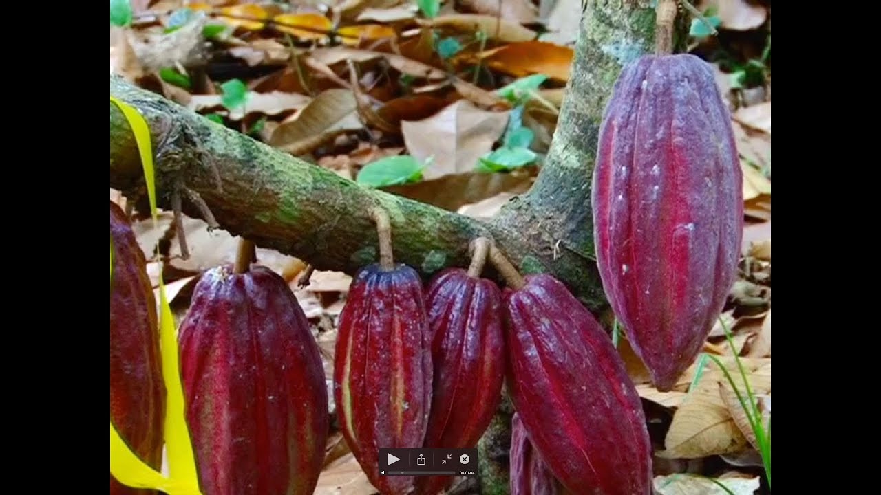 Mejoramiento genético en cacao