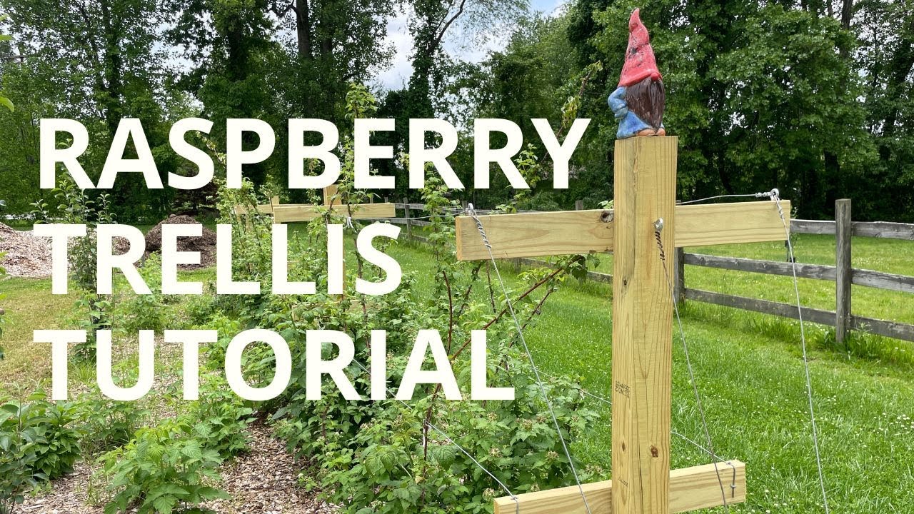 How to Build a T-Trellis for Raspberries and Blackberries