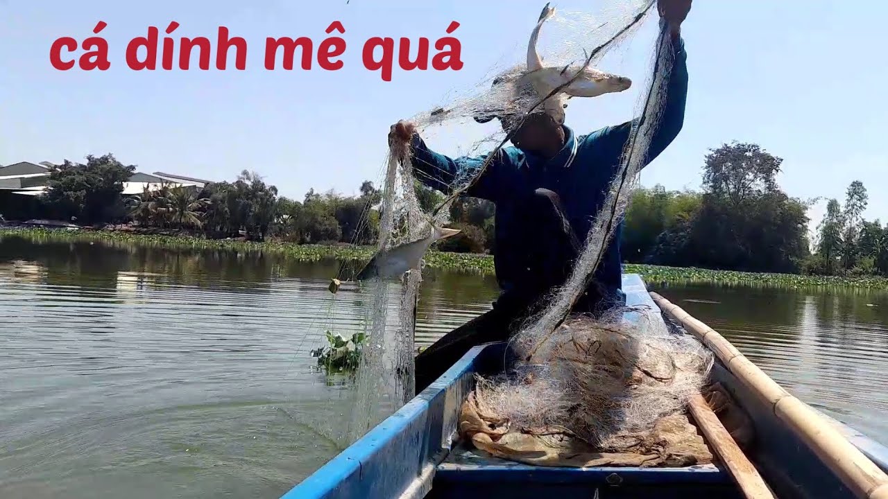 @ giăng lưới cá dính thấy mê trên sông lớn 