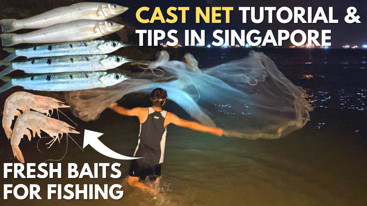 CHEAP & EFFECTIVE Way to Catch Fresh Baits for Fishing | Complete Cast Net Tutorial Singapore