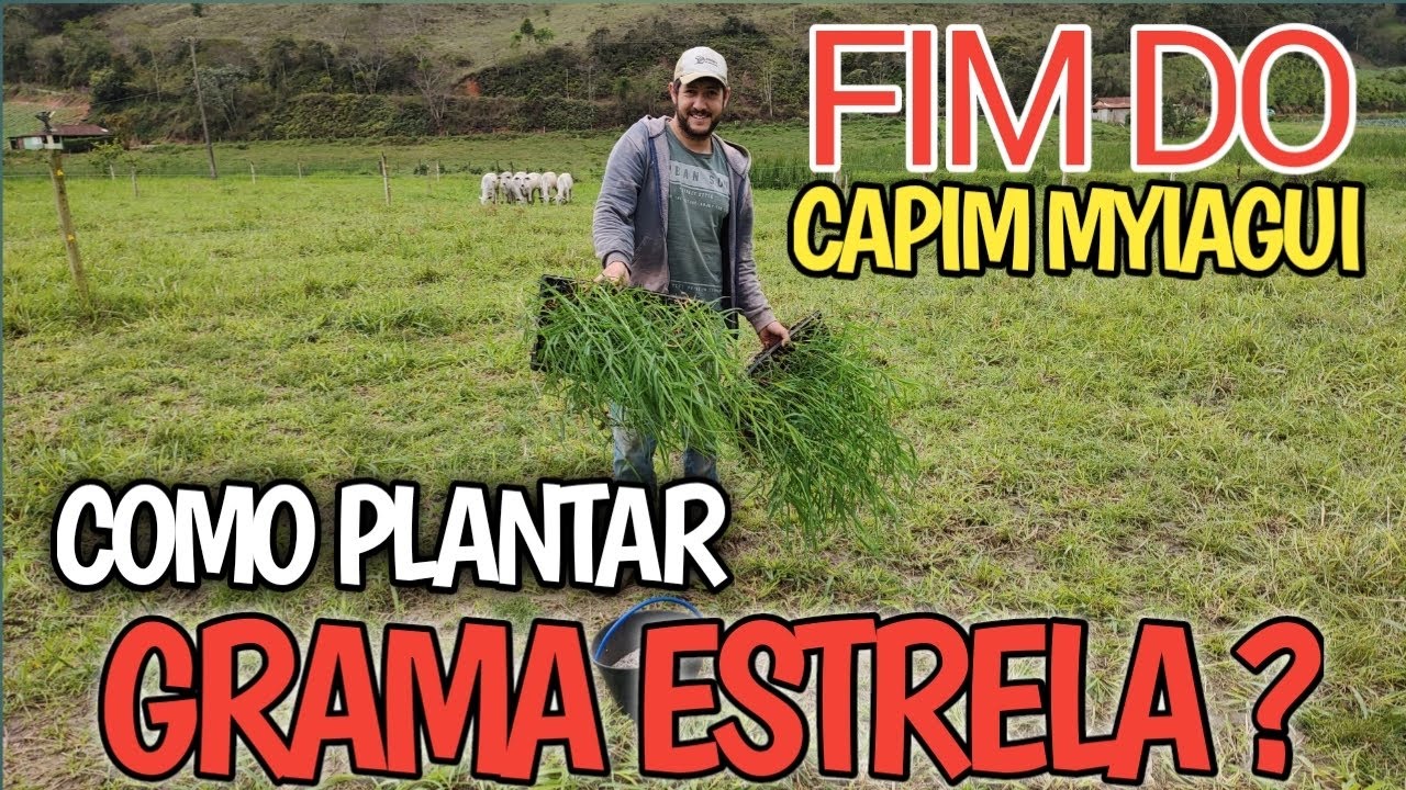 fim dos piquetes de capim myiagui? como plantar grama estrela africana?
