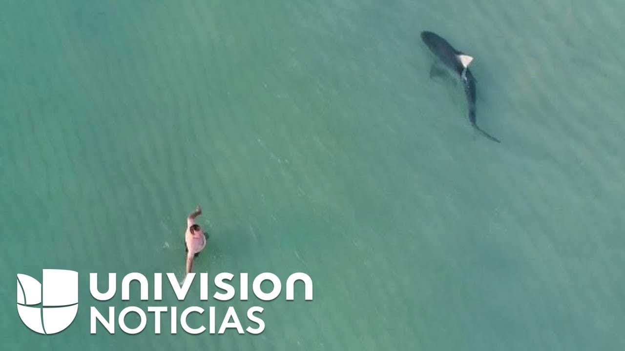 Un dron capta un tiburón nadando tranquilamente entre bañistas en la playa de Miami Beach