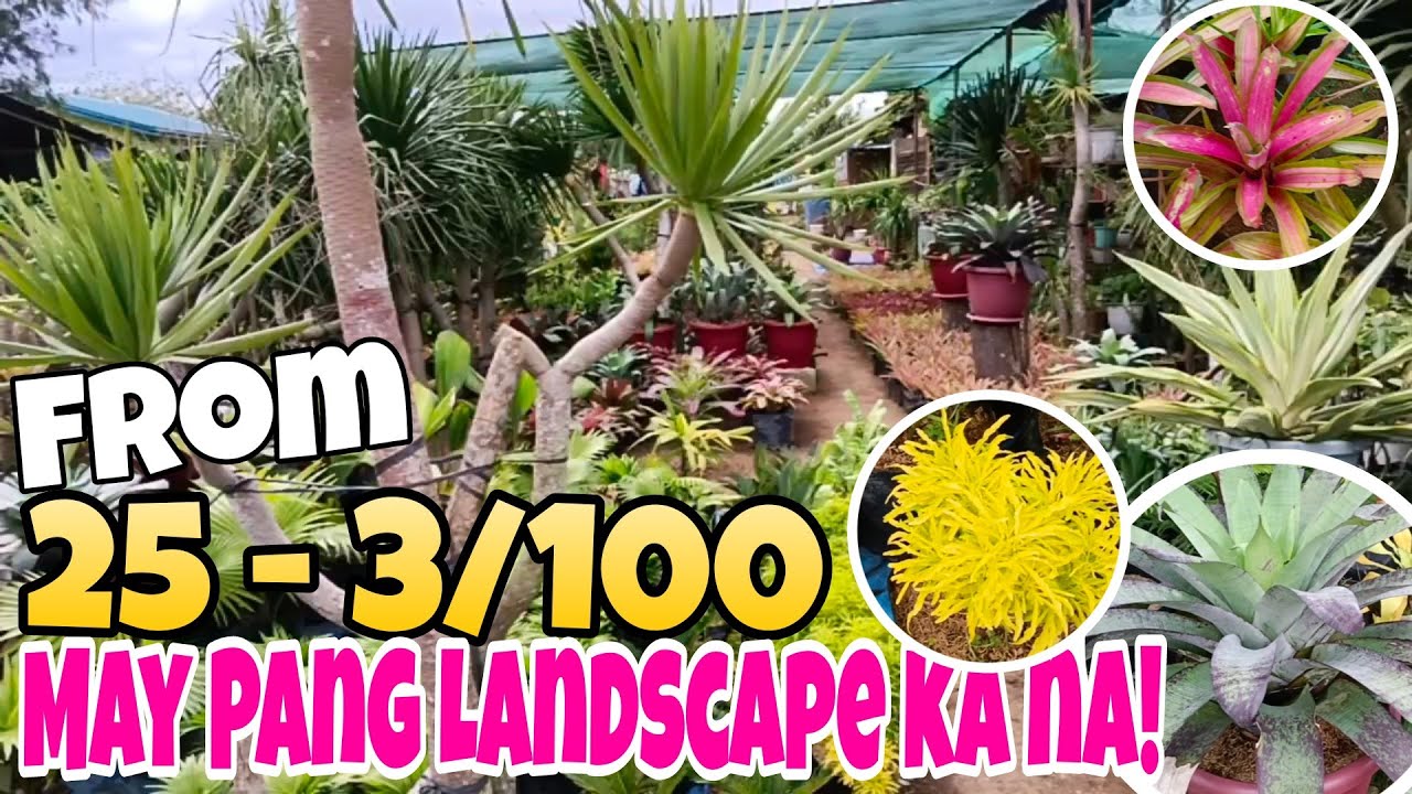 Yayamaning Pang Landscape sa Cha Bibi's Garden may 25 - 3/100 #garden #plants #landscaping #fortune