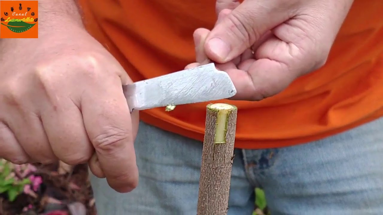 Pinha ou fruta-do-conde e graviola: enxerto em graviola Annona squamosa muricata grafting rootstock
