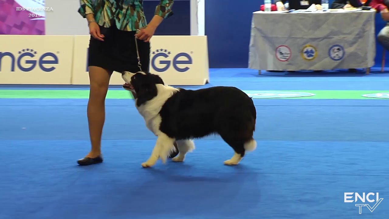 PIACENZA2019 - VEN15 - BIS VETERANI